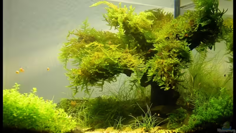 Dekoration im Aquarium Becken 9614 von Tino Laue (21)