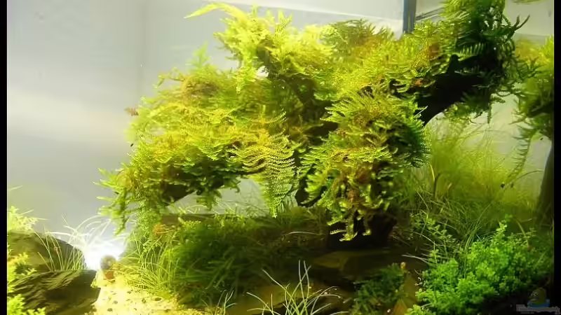 Dekoration im Aquarium Becken 9614 von Tino Laue (22)