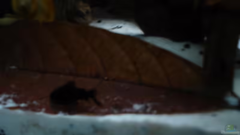 Dekoration im Aquarium Becken 9690 von iptila (13)