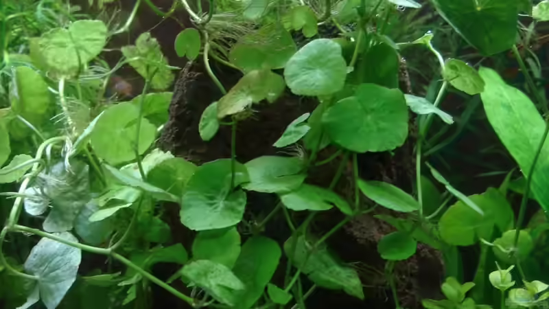 Dekoration im Aquarium Becken 9690 von iptila (14)