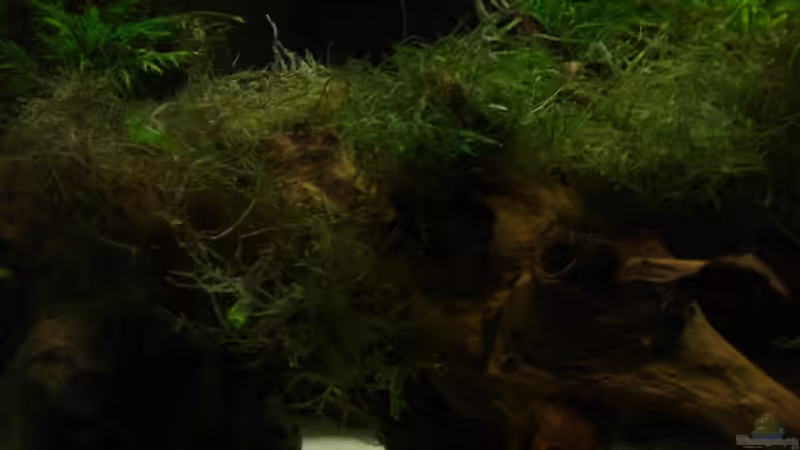 Dekoration im Aquarium Becken 9690 von iptila (15)