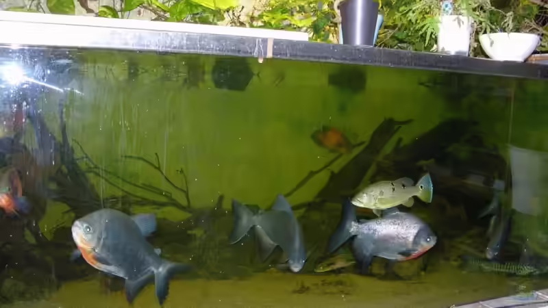 Dekoration im Aquarium Becken 9750 von dornwels (11)