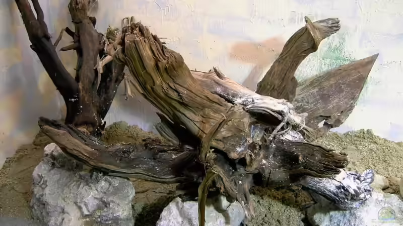 Dekoration im Aquarium Becken 9750 von dornwels (12)