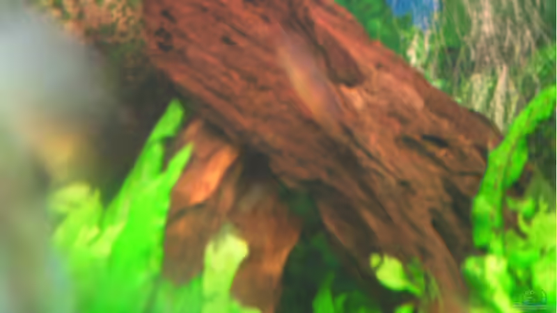 Dekoration im Aquarium Becken 976 von Claus Belli (6)