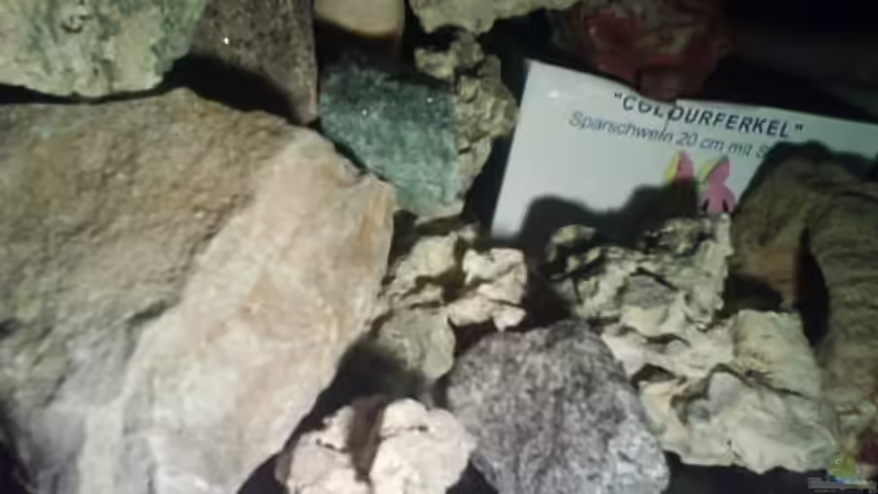 Dekoration im Aquarium Becken 9772 von Sacha Gerwill (4)