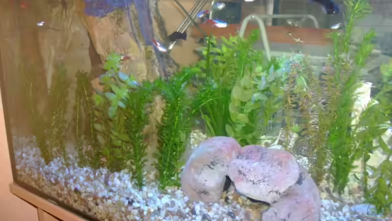 Dekoration im Aquarium Becken 9790 von Robert Bratzik (10)