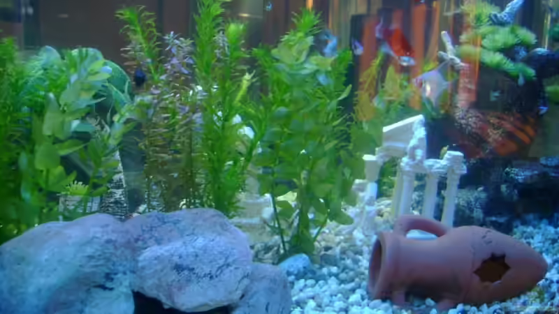 Dekoration im Aquarium Becken 9790 von Robert Bratzik (11)