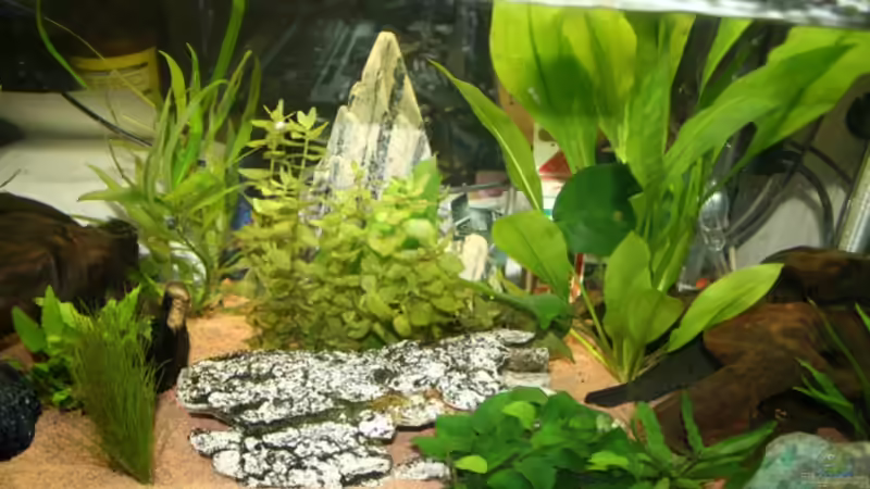 Dekoration im Aquarium Becken 9798 von Taki (4)