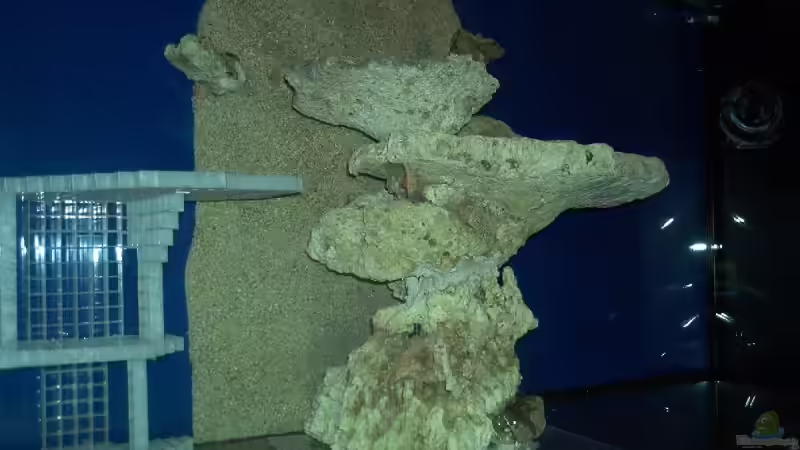Dekoration im Aquarium Becken 9800 von Sveni (27)