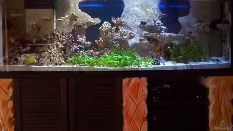 Dekoration im Aquarium Becken 9800 von Sveni (30)