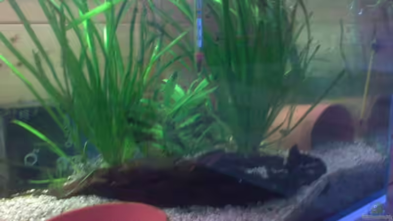 Dekoration im Aquarium Becken 9819 von ruepel-rocker (4)