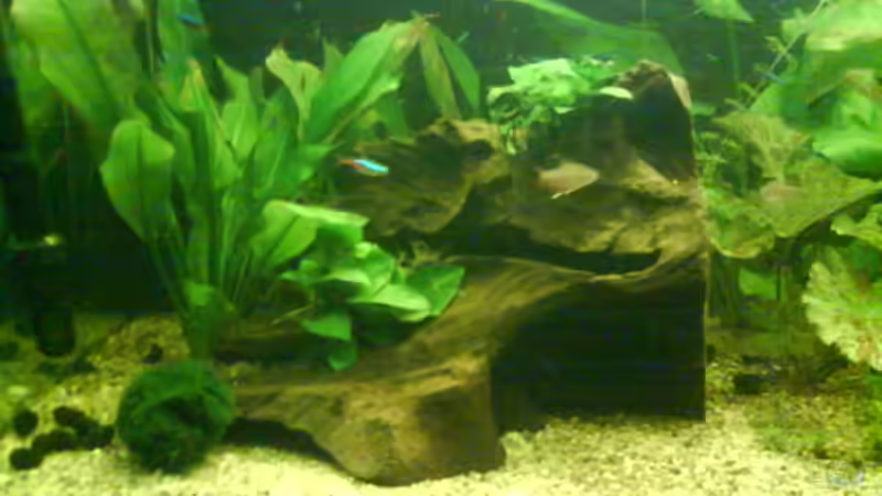 Dekoration im Aquarium Becken 9820 von Butterblume (8)