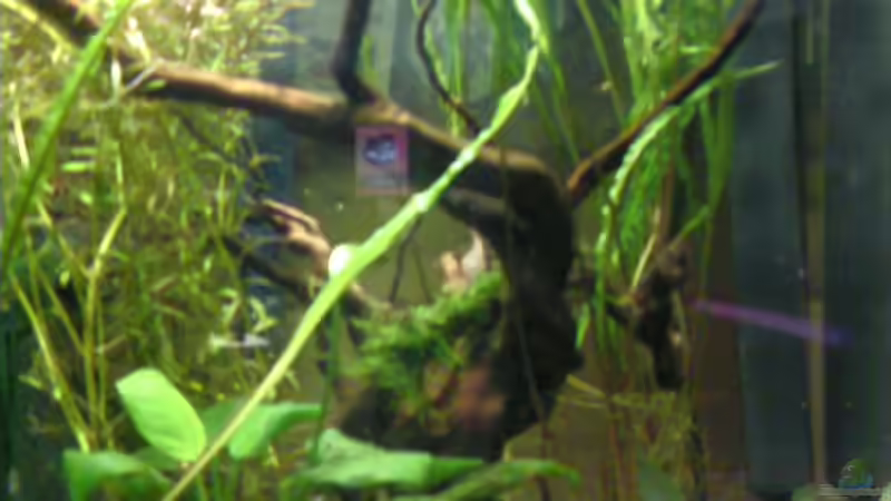 Dekoration im Aquarium Becken 9826 von ruepel-rocker (4)