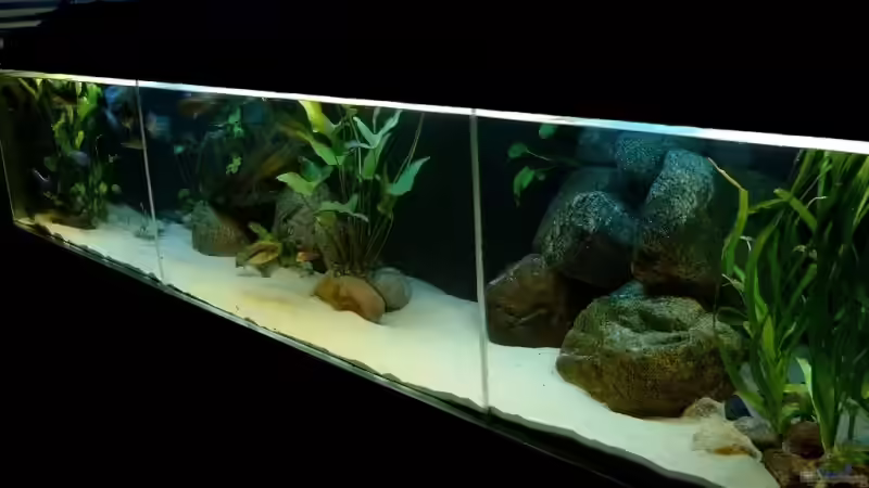 Dekoration im Aquarium Becken 985 von Andreas Petkelis (4)