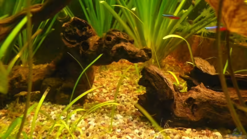 Dekoration im Aquarium Becken 9856 von Die kleine Meerjungfrau (34)