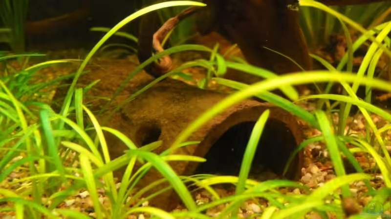 Dekoration im Aquarium Becken 9856 von Die kleine Meerjungfrau (35)