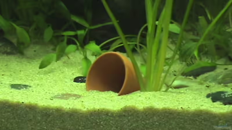 Dekoration im Aquarium Becken 9910 von Schins (6)