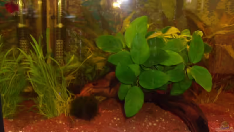 Dekoration im Aquarium Becken 9916 von Goldenes Orakel (3)