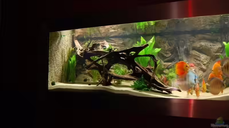 Dekoration im Aquarium Becken 9948 von Peter Osebold (4)