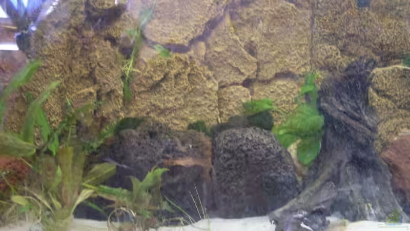 Dekoration im Aquarium Becken 9950 von Benjamin Sälzer (5)