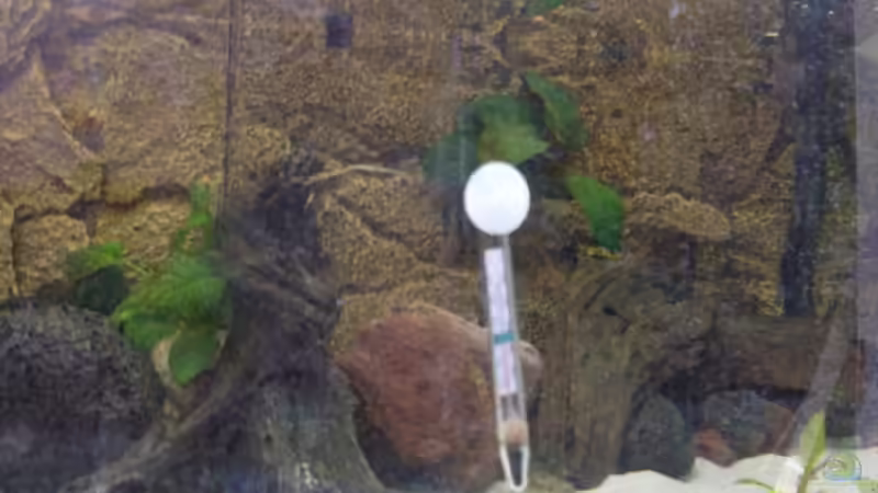 Dekoration im Aquarium Becken 9950 von Benjamin Sälzer (6)