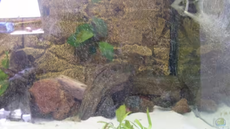 Dekoration im Aquarium Becken 9950 von Benjamin Sälzer (7)