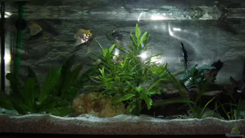 Dekoration im Aquarium Becken abzugeben VB von schnapper (6)