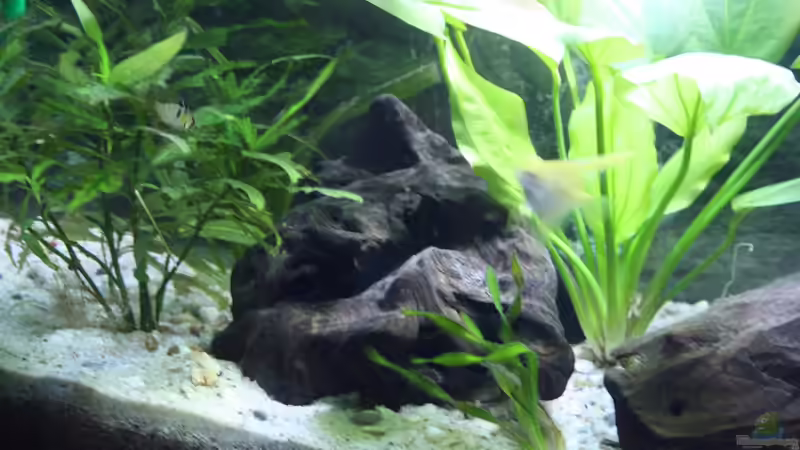 Dekoration im Aquarium Becken abzugeben VB von schnapper (7)