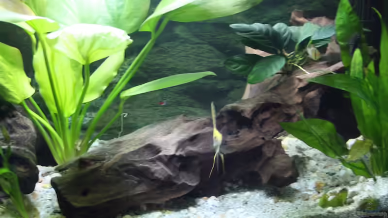 Dekoration im Aquarium Becken abzugeben VB von schnapper (8)