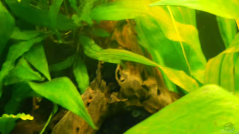 Dekoration im Aquarium Becken aufgelöst von Felisa Hausott (3)