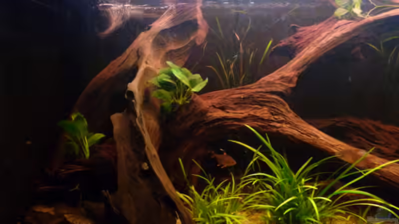 Dekoration im Aquarium Becken neu eingerichtet von Bavaria (3)