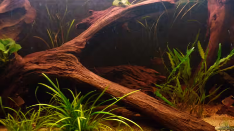 Dekoration im Aquarium Becken neu eingerichtet von Bavaria (4)