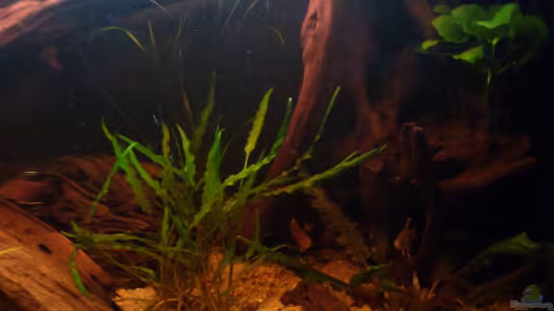 Dekoration im Aquarium Becken neu eingerichtet von Bavaria (5)