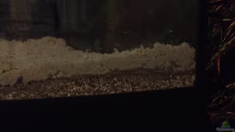 Dekoration im Aquarium Becken Südamerika von parrots-of-fire.de (4)