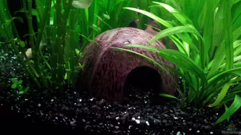 Dekoration im Aquarium Becken WAMA von Krolig (7)