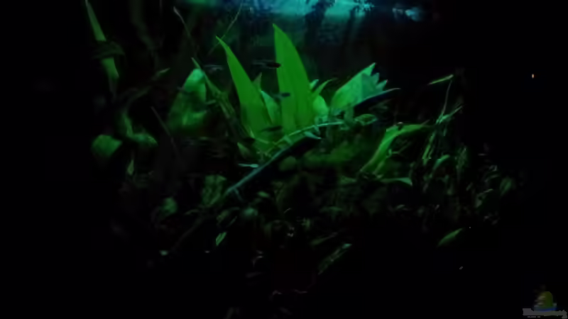 Dekoration im Aquarium Becken WAMA von Krolig (9)