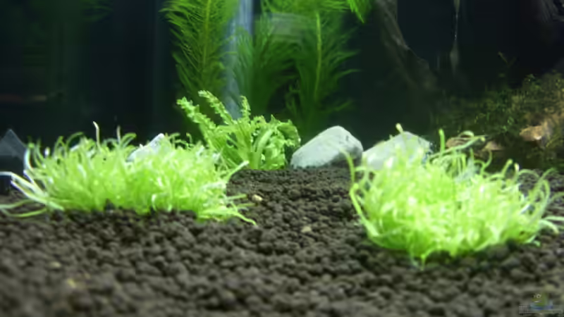 Dekoration im Aquarium Bee Tank - Nur noch als Beispiel von Julien Preuß (13)