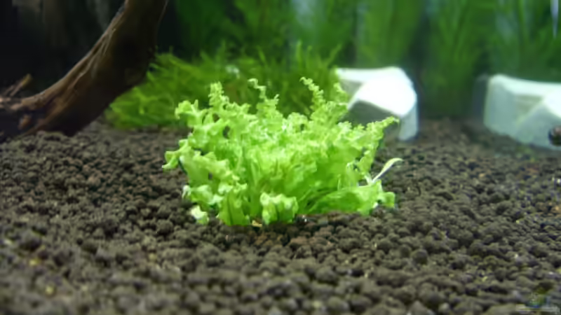 Dekoration im Aquarium Bee Tank - Nur noch als Beispiel von Julien Preuß (14)