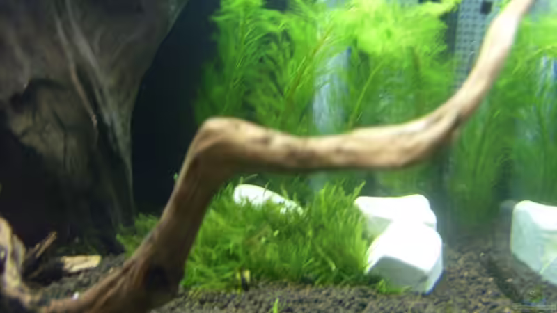 Dekoration im Aquarium Bee Tank - Nur noch als Beispiel von Julien Preuß (15)