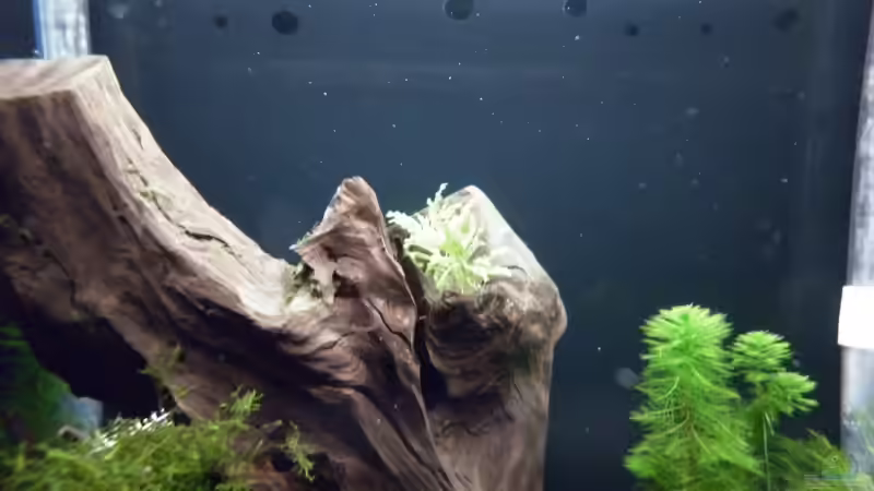 Dekoration im Aquarium Bee Tank - Nur noch als Beispiel von Julien Preuß (16)