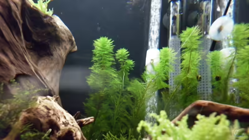 Dekoration im Aquarium Bee Tank - Nur noch als Beispiel von Julien Preuß (17)