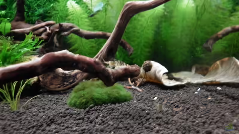 Dekoration im Aquarium Bee Tank - Nur noch als Beispiel von Julien Preuß (19)