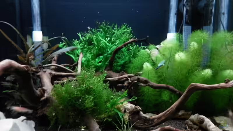 Dekoration im Aquarium Bee Tank - Nur noch als Beispiel von Julien Preuß (20)