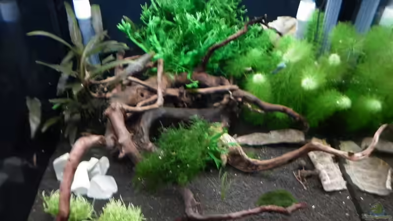 Dekoration im Aquarium Bee Tank - Nur noch als Beispiel von Julien Preuß (21)