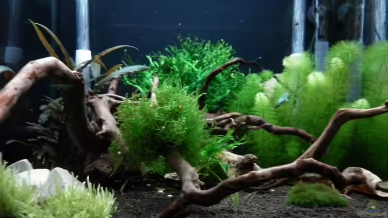 Dekoration im Aquarium Bee Tank - Nur noch als Beispiel von Julien Preuß (23)