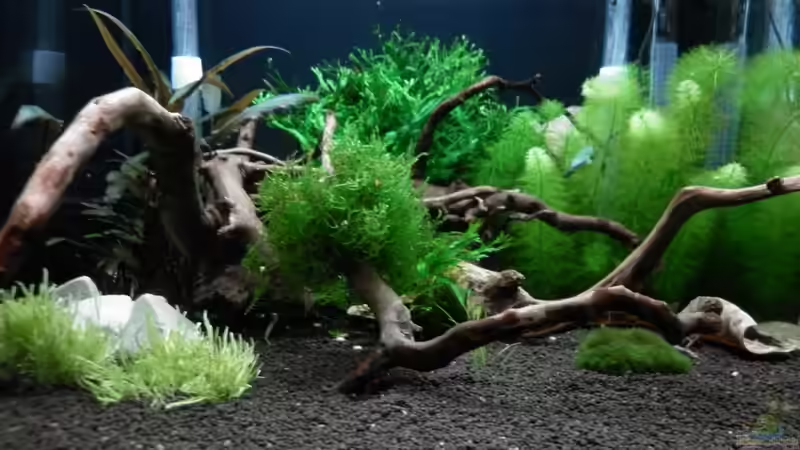 Dekoration im Aquarium Bee Tank - Nur noch als Beispiel von Julien Preuß (24)