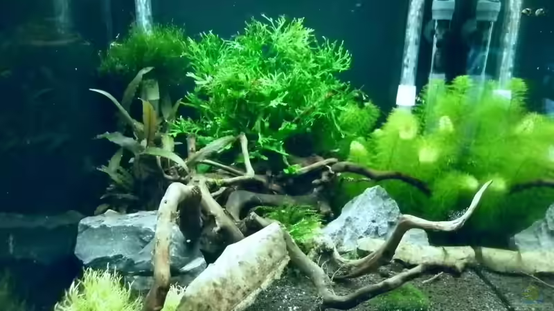 Dekoration im Aquarium Bee Tank - Nur noch als Beispiel von Julien Preuß (25)