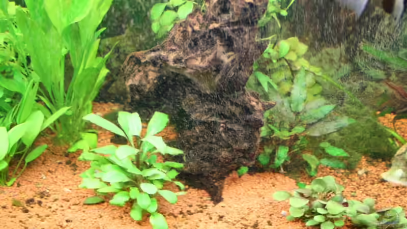 Dekoration im Aquarium Bernd`s Pfütze von boandlkramer77 (12)