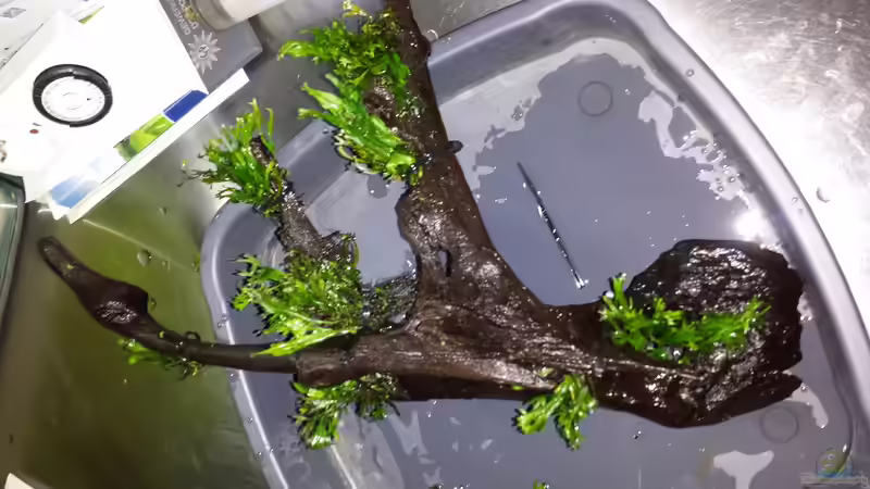 Dekoration im Aquarium Beta&#039;s Cube (aufgelöst) von NRW (4)