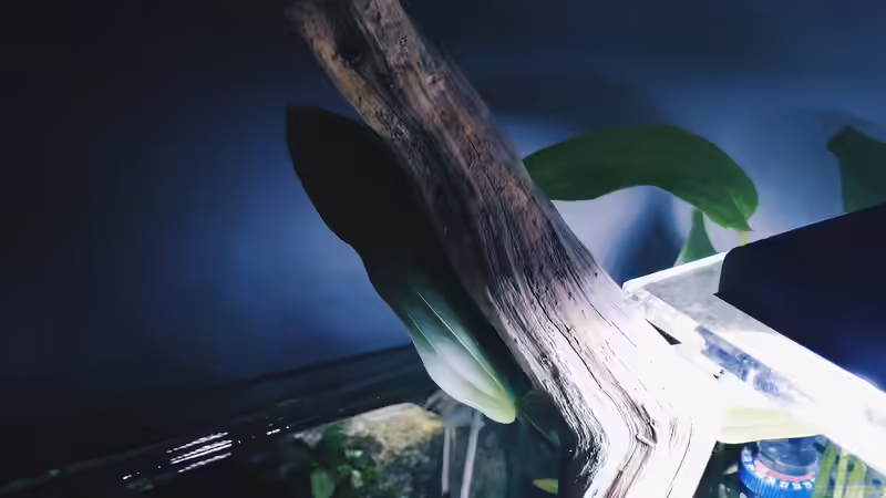 Dekoration im Aquarium Beton und Holz von Chris_R. (29)